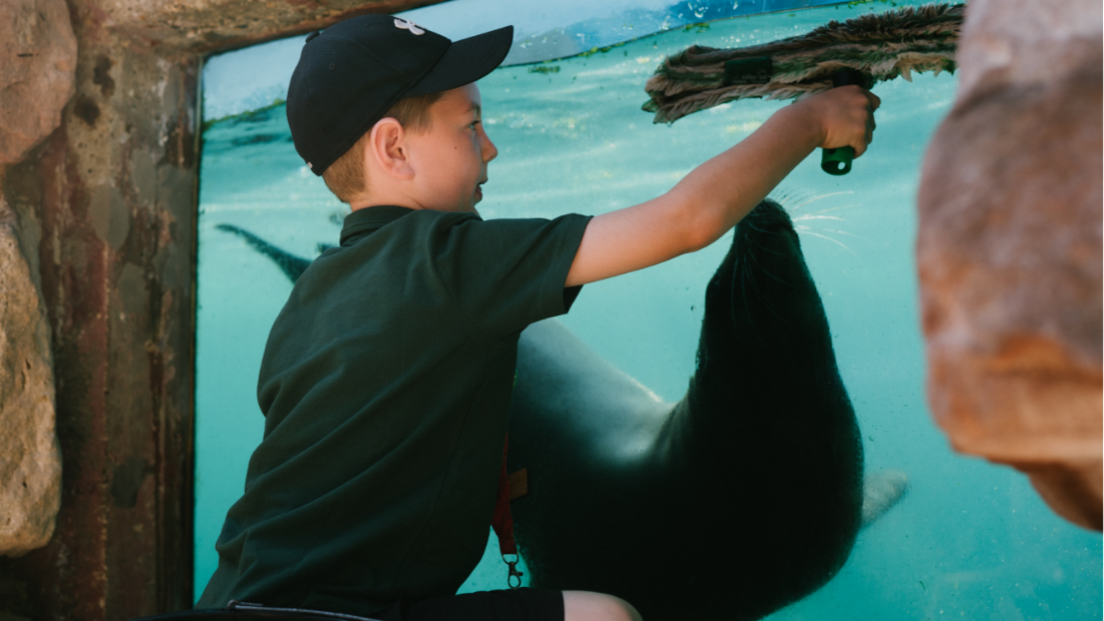 A young boy wearing a green polo shirt and black cap. he is facing away from the camera and towards a window, which is the front of a tank of water, with a sealion swimming in it. 