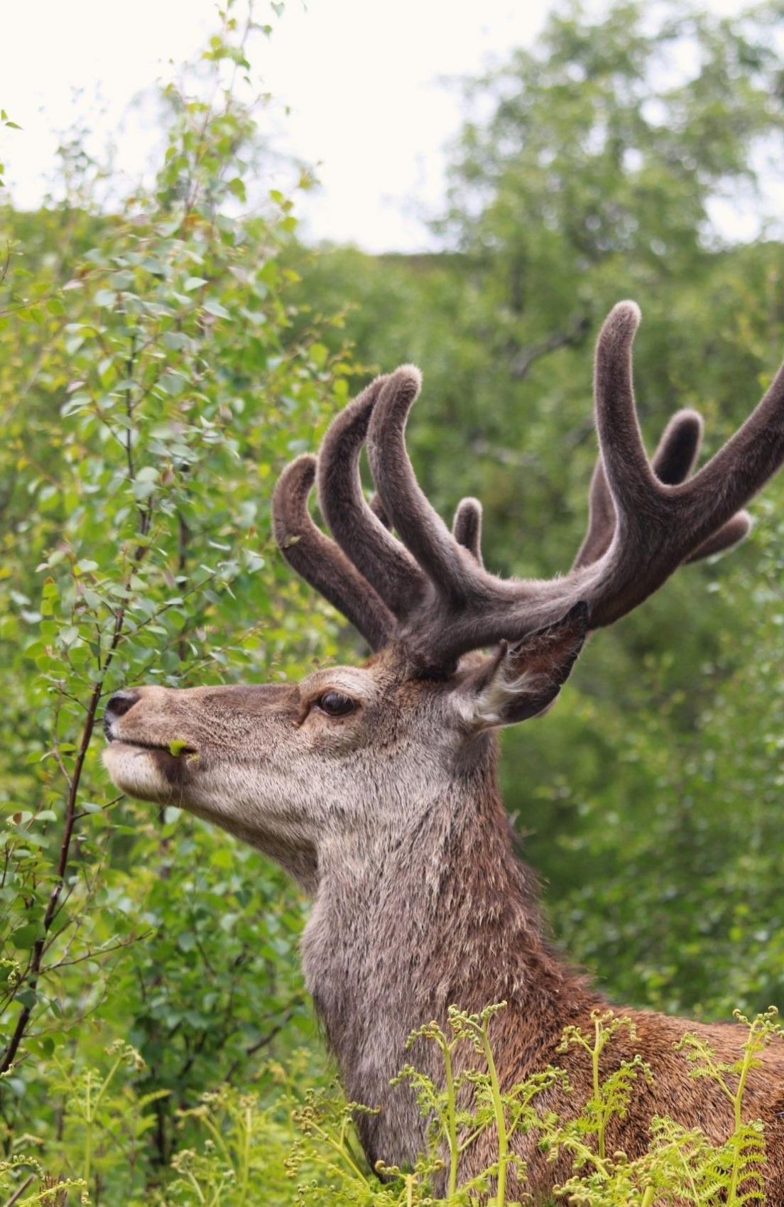 Red deer at Loch Muick