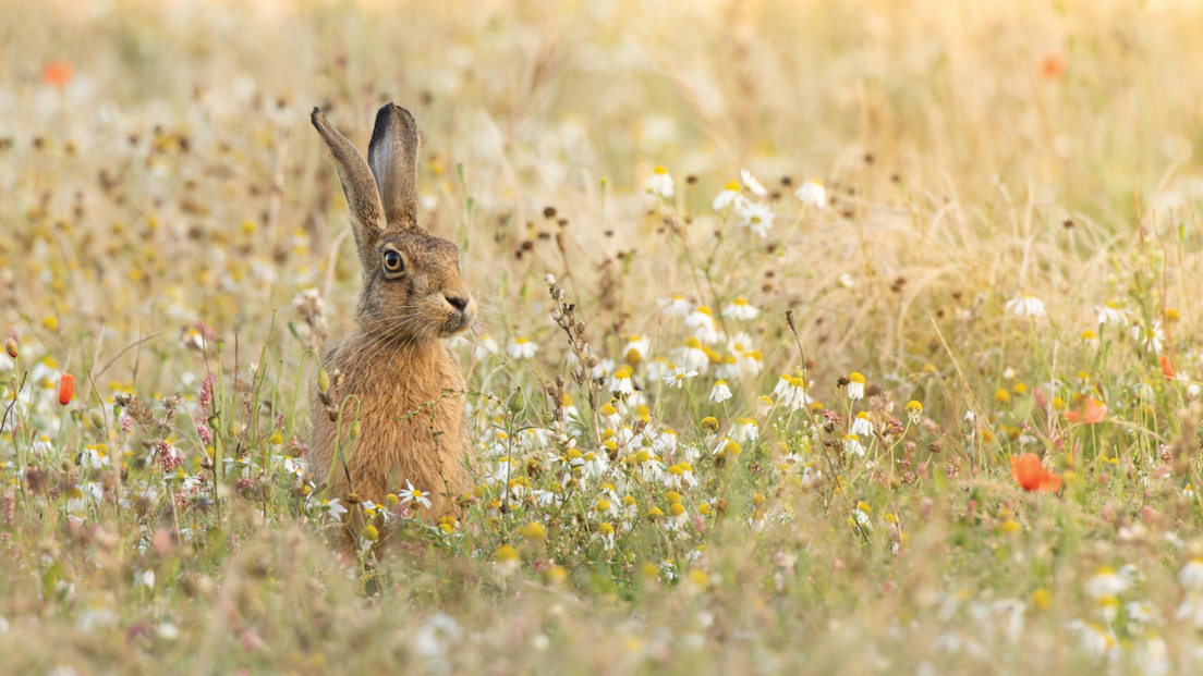 A brown hare is pictured sitting among wild flowers in a north Norfolk field