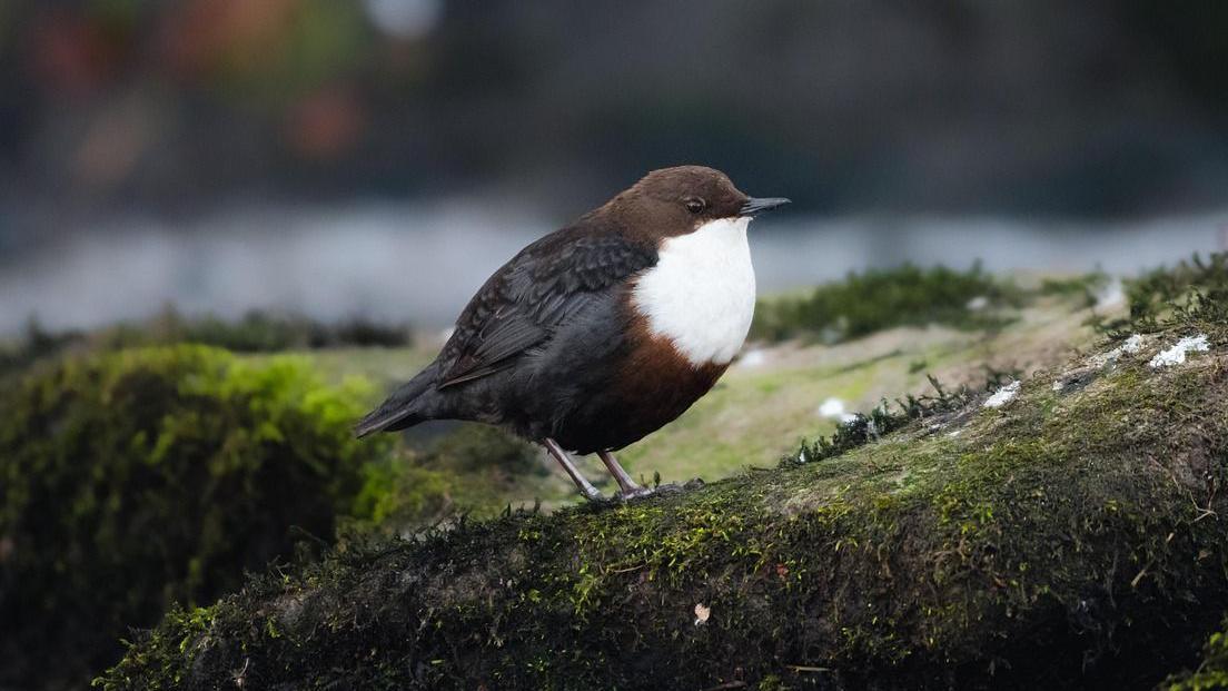 A dipper bird with a bright white breast and tiny black beak and eyes. The rest of it is a dark black and brown colour. It is sitting on top of a mossy rock