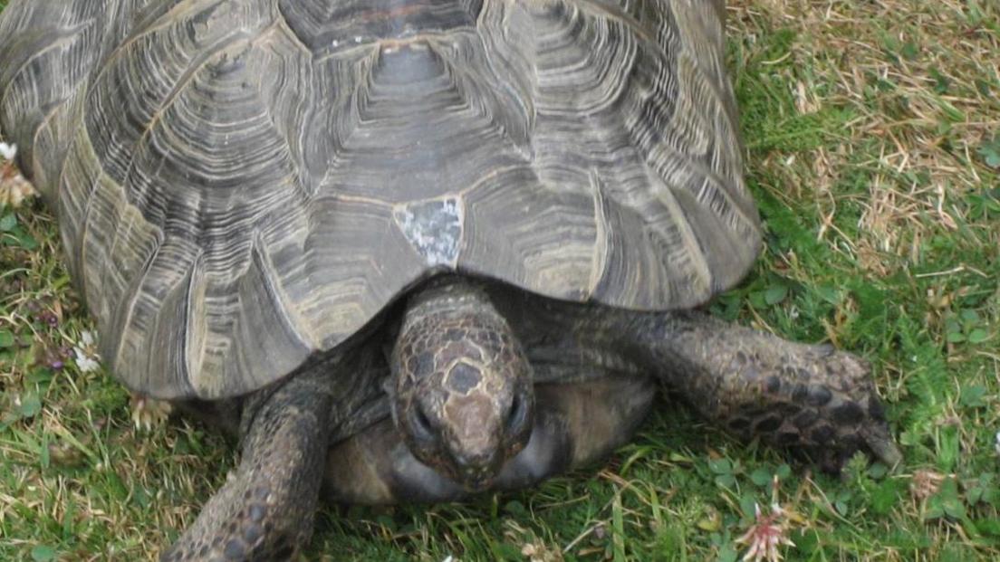 A tortoise on a patch of grass.