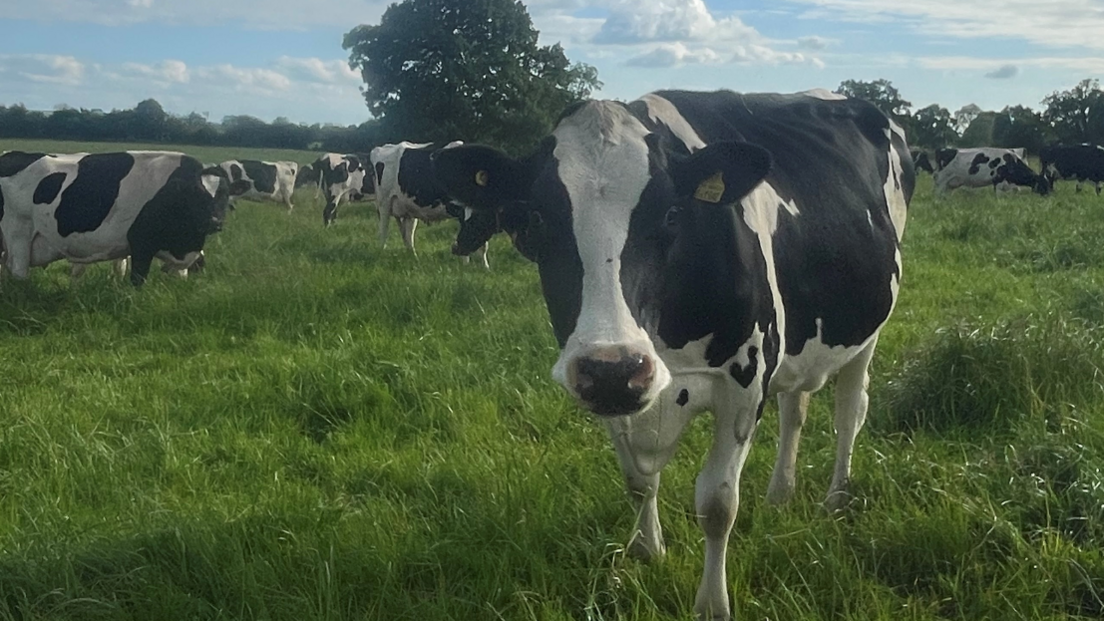 Cows grazing in a field