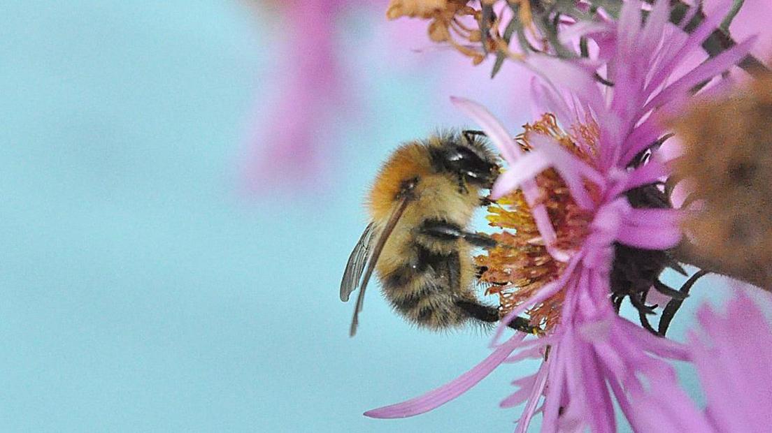A close up image of a bee on a pink and orange flower.