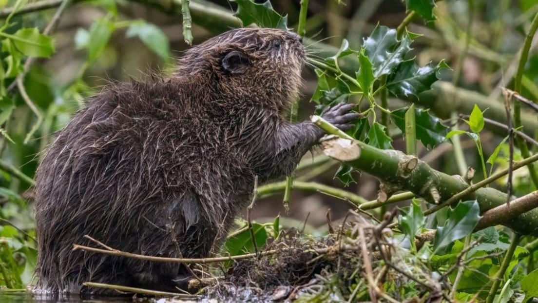 A beaver with wet fur eating holly.