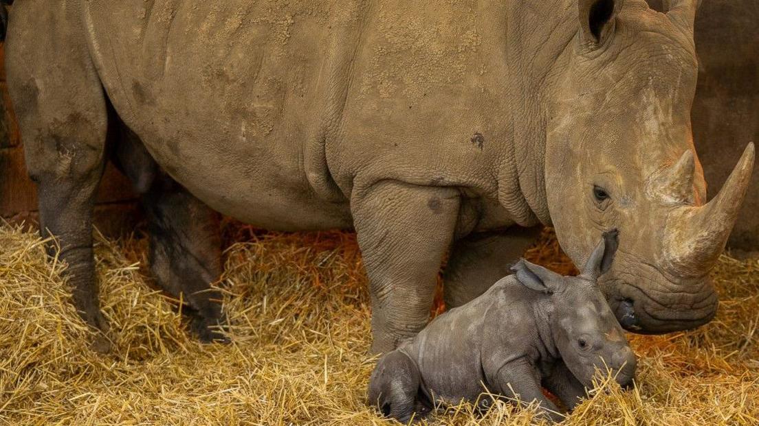 Mum Fahari and the new baby calf