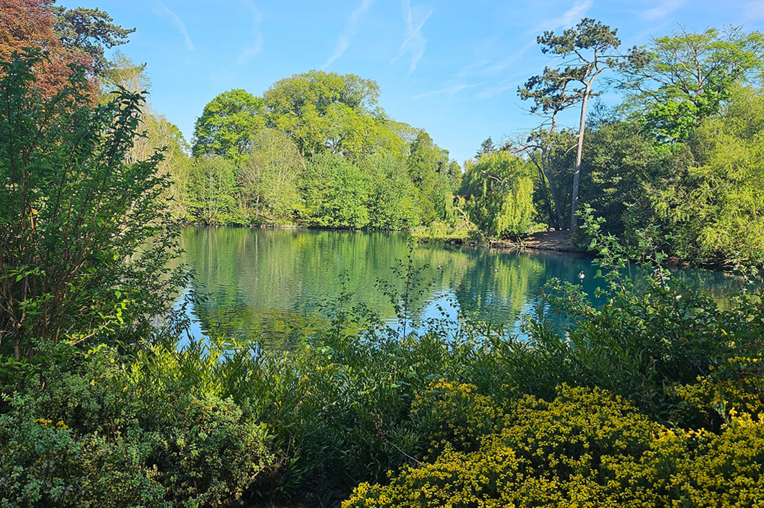 A large pool in Wolverhampton with trees bright green in the sunshine surrounding the water