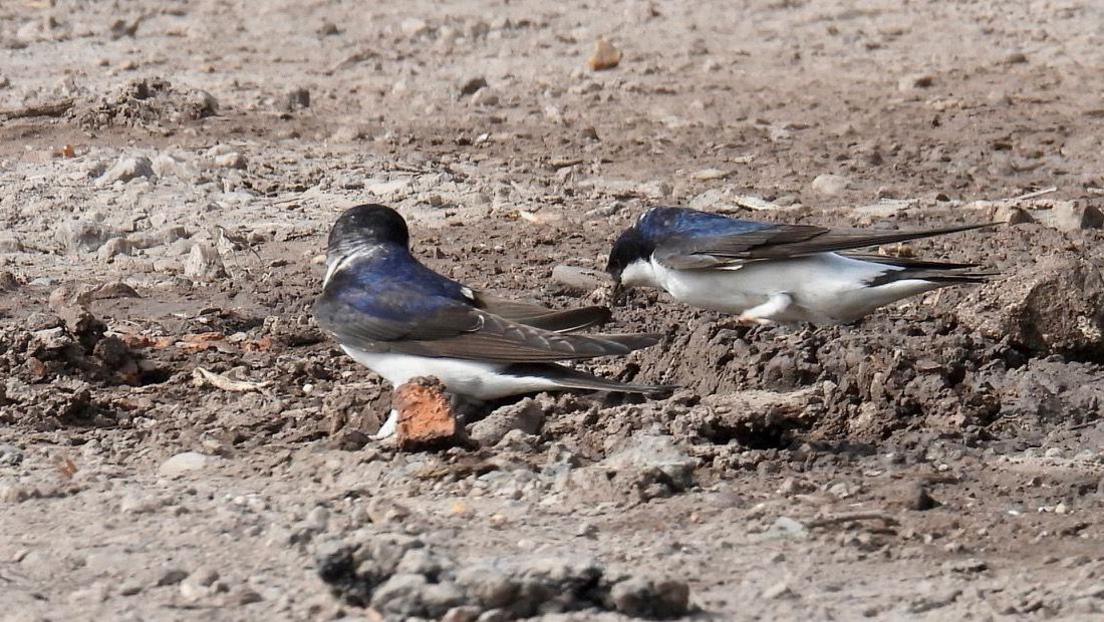 House martins in dry land at Clumber Park in Nottinghamshire