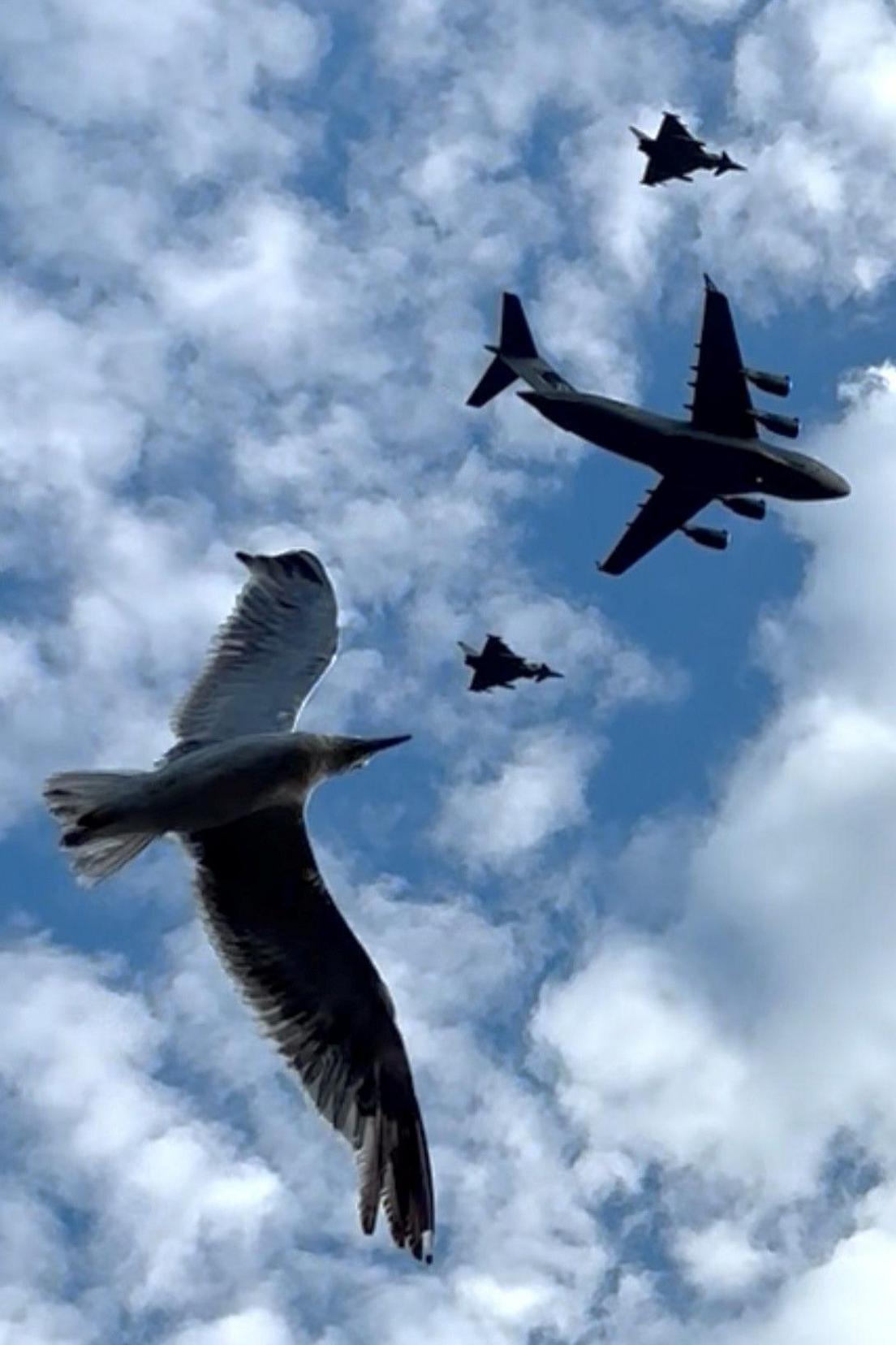 Three military aircraft silhouetted in the sky, but photobombed by a seagull in the foreground.
