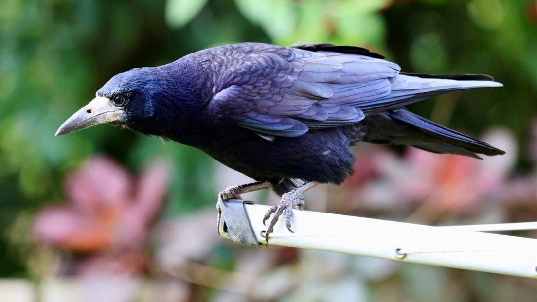 Rook in Helensburgh