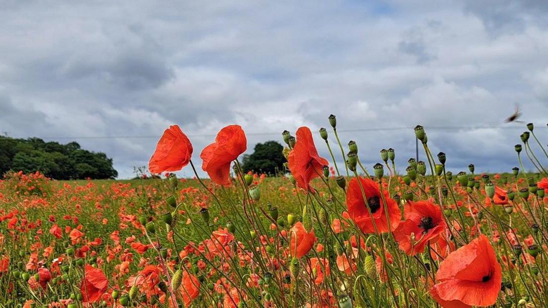 A field of red poppies standing in a field with green trees in the distance under an overcast cloudy sky