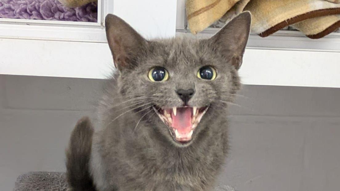 Small grey cat showing its fangs and looking at camera. It has big greeny-yellow eyes. 