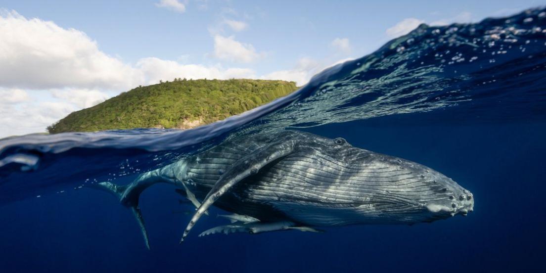 underwater photo of a whale