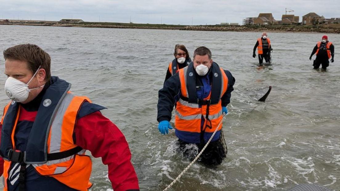 Five people in the water helping recover the body of the deceased whale. They are all wearing high viz jackets and face masks.