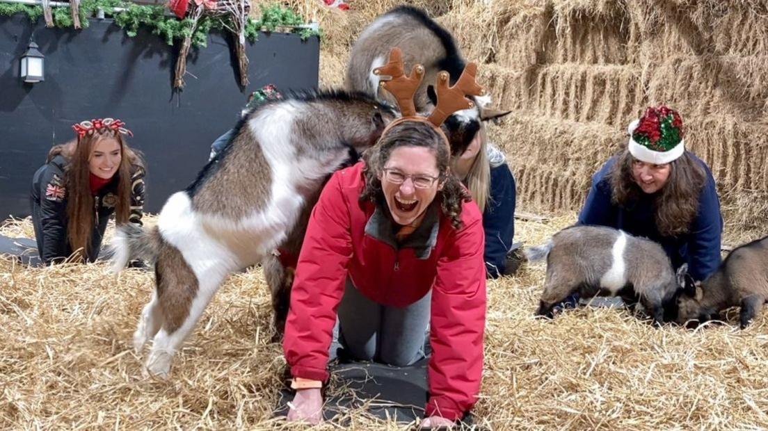 A woman laughs on her hands and knees on a floor covered in straw. She wears a red coat and blue jeans with a pair of fake antlers on her head. A goat stands on her back while another tries to climb on her. Behind her, other women are on hands and knees wearing Christmas hats.