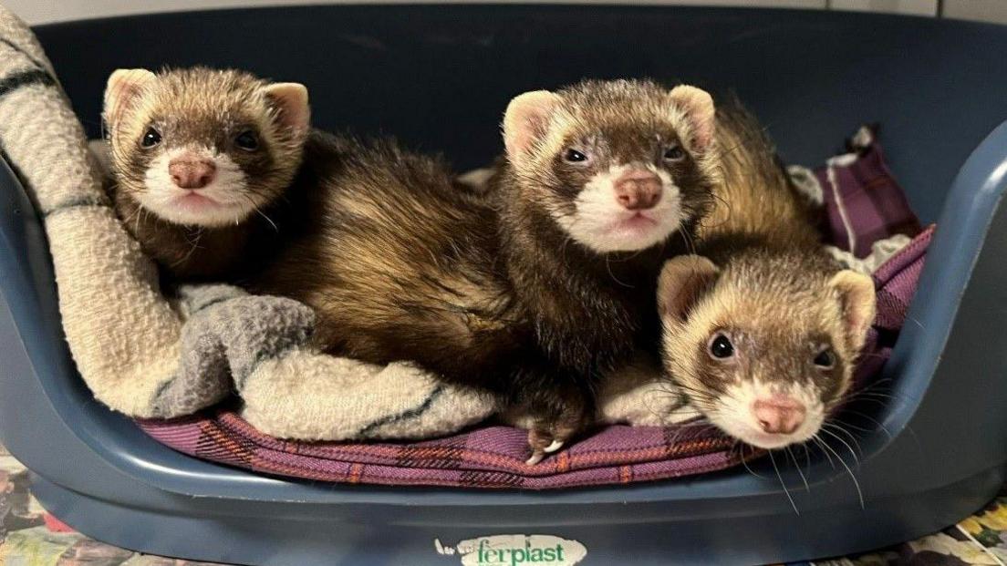 Athena, Artemis & Aphrodite in a bed