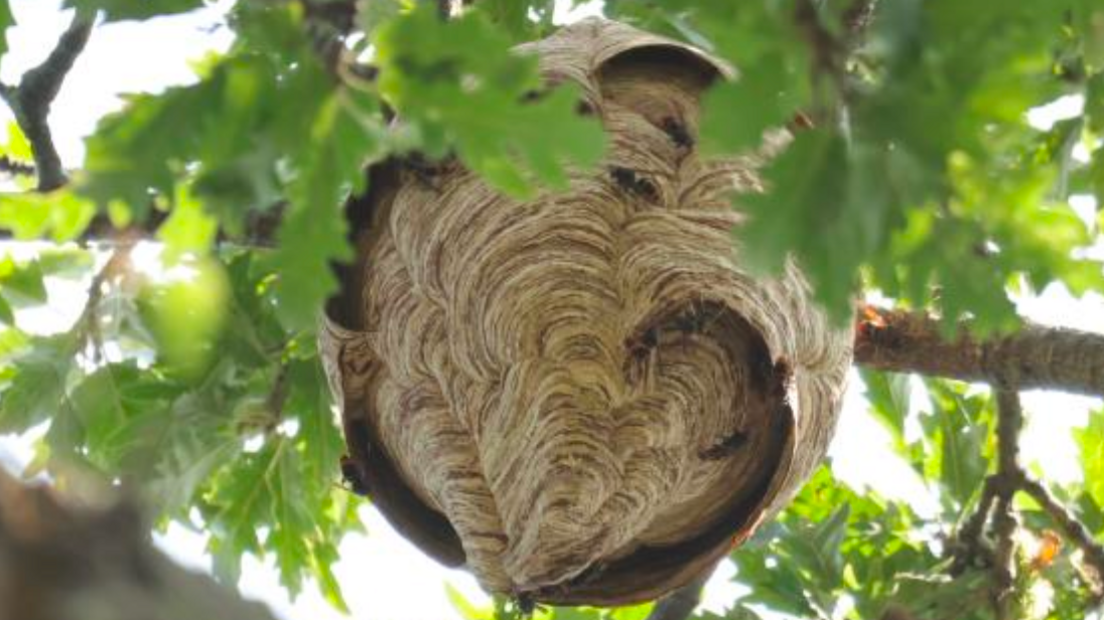 A close up view of a circular shaped hornets nest, with light and dark brown grooves around it, surrounded by green leaves and tree branches.
