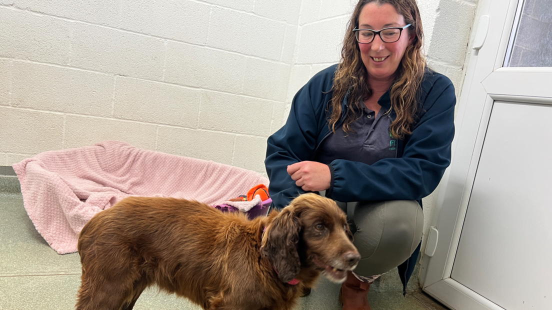 A woman wearing a blue hoody and t-shirt kneeling down to a brown dog. There is a dog bed with a pink blanket behind them.