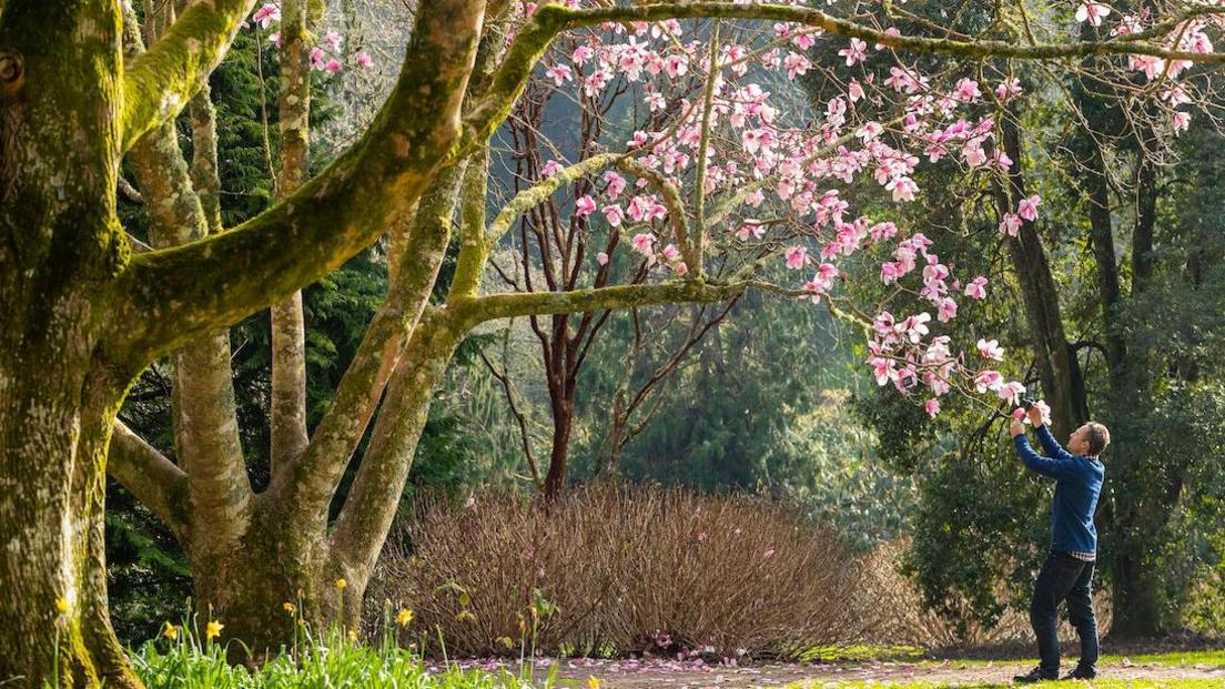 A man, standing in a woodland area with a camera, taking a photograph of magnolia blossom.