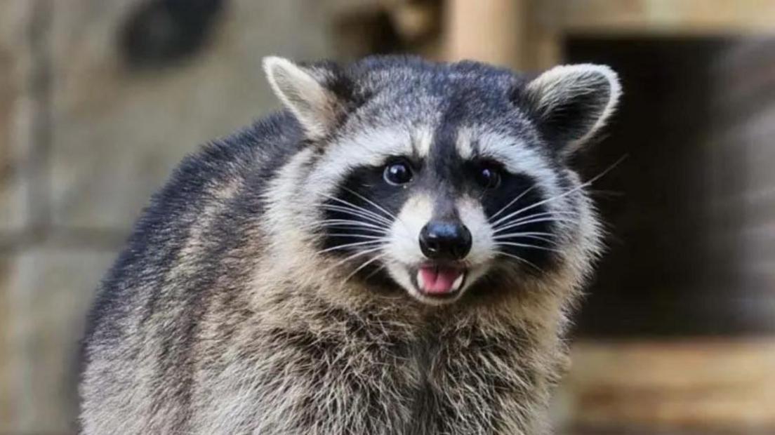 raccoon