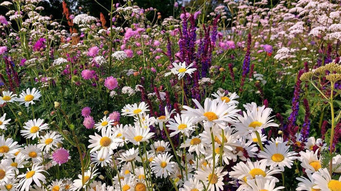 A range of daisies and purple flowers filling the camera lens.