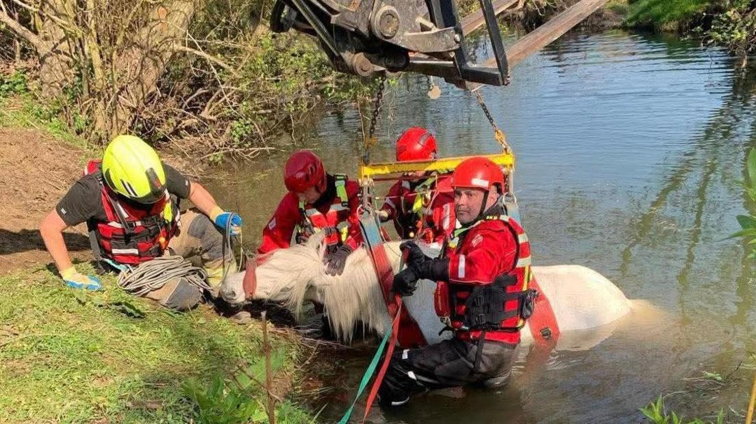 Image of fire crews and white coloured pony in the river with lifting apparatus around the pony.