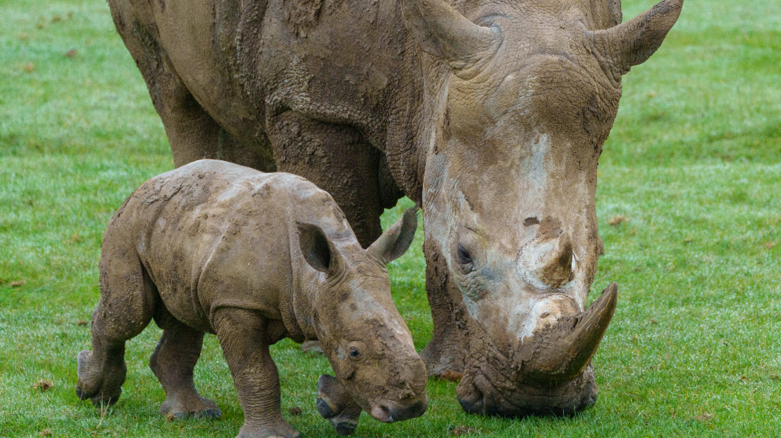 The baby southern white rhino calf is exploring the great outdoors for the first time with his mum Fahari. His is much smaller than his mum but they are staying close together and both have their heads down towards the green grass.