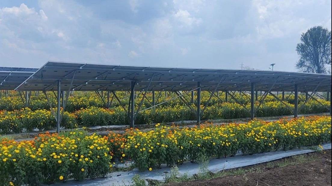 Yellow flowers grow in rows underneath solar panels.