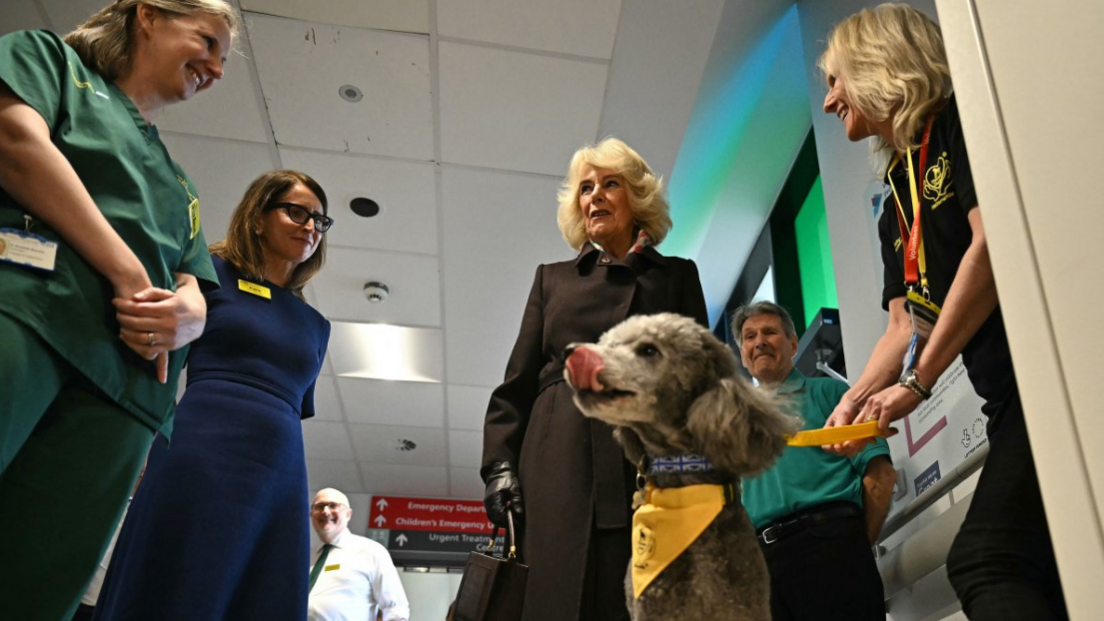 The Queen in a dark black winter coat inside a hospital ward surrounded by several members of staff with a grey dog, with a white muzzle and yellow neckerchief in the foreground