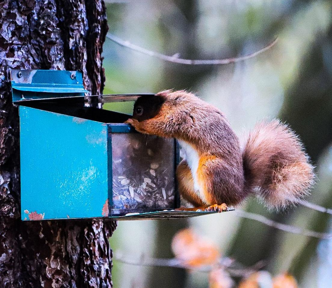 Squirrel looking inside a feeding box