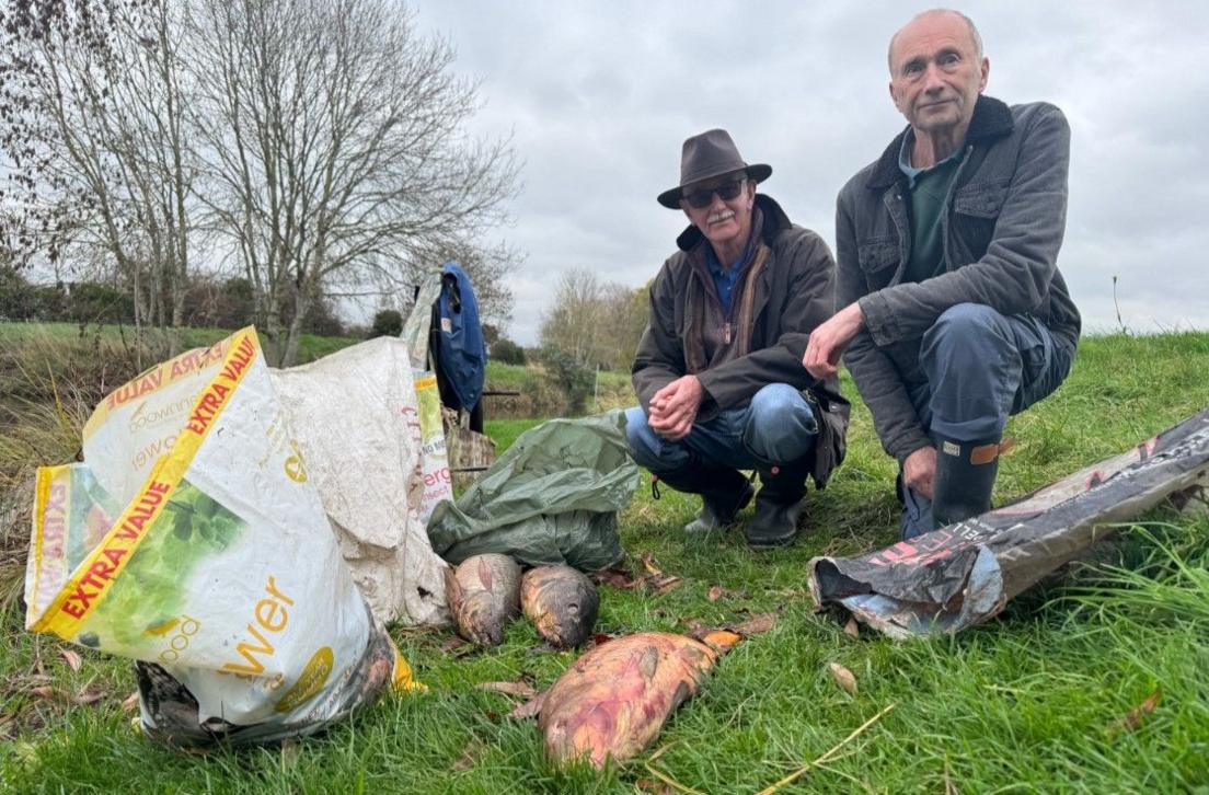 Two men kneel at a riverbank, next to three large bags full of dead fish. Three large dead carp are pictured lying on the grass next to them.
