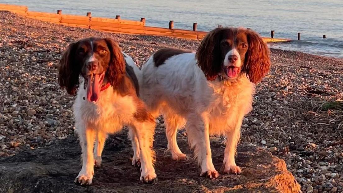 Two brown and white Springer spaniels standing on a pebble beach with a wooden breakwater in the background. The older dog, Millie, is retiring from search work. Koda, the younger dog, is being trained to do it.