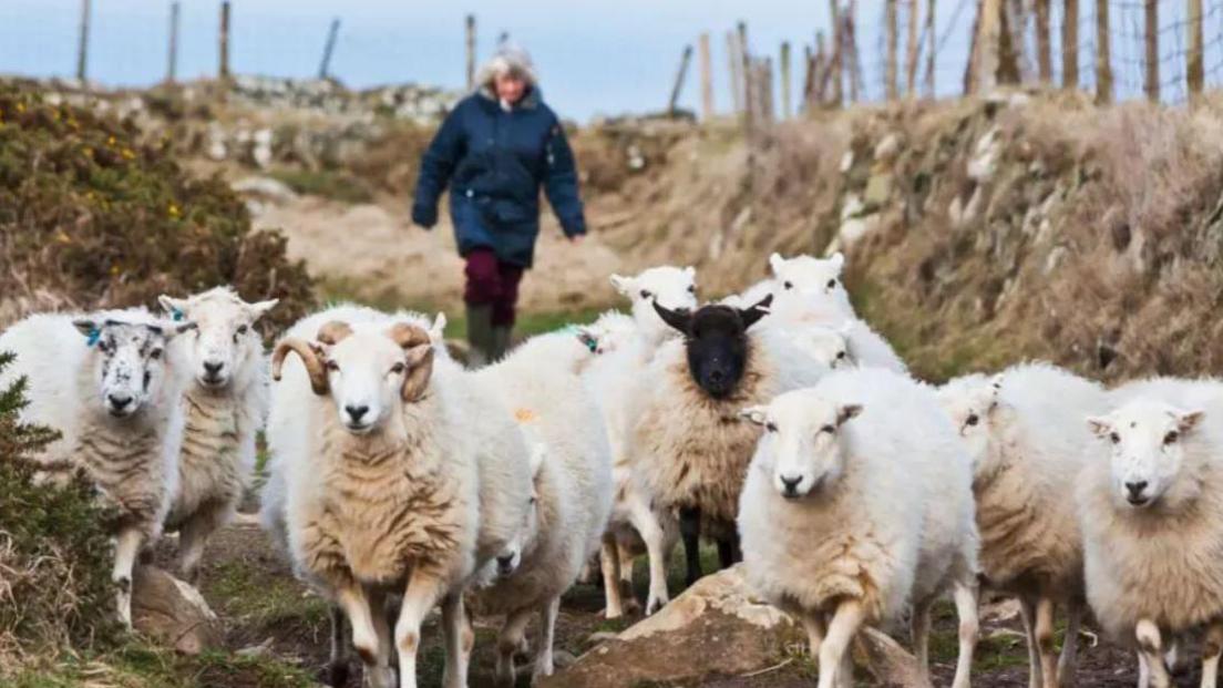 A farmer in the distance with sheep close to the camera in a field