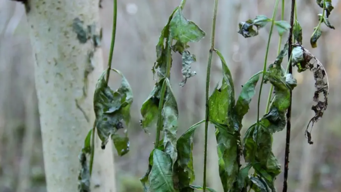 Shrivelled up dark green leaves with dark patches on them on an ash tree affected by dieback disease