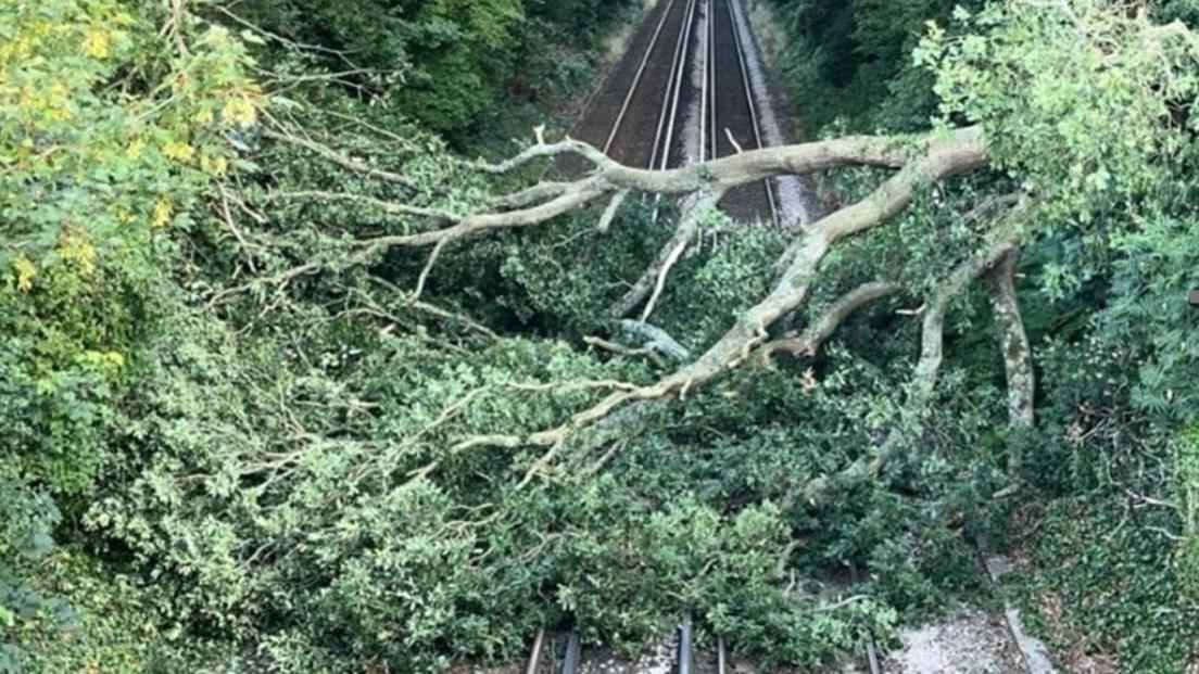 Railway line with large green leaved tree across the tracks.