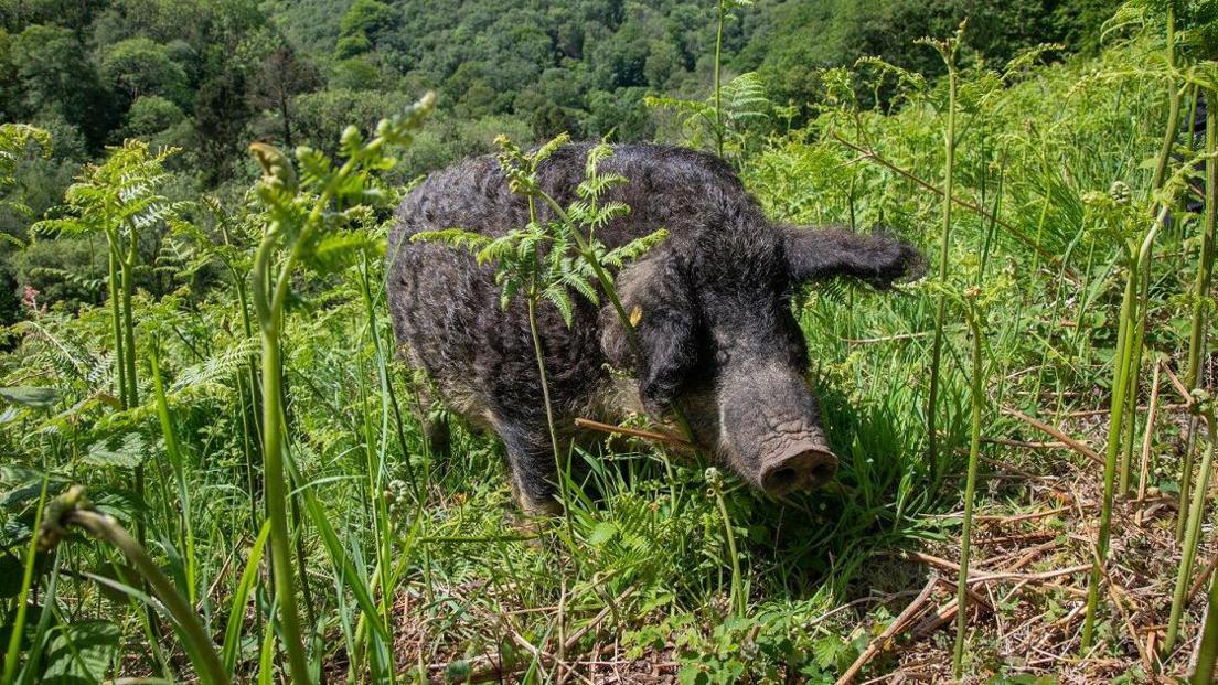 Mangalitsa-pigs.