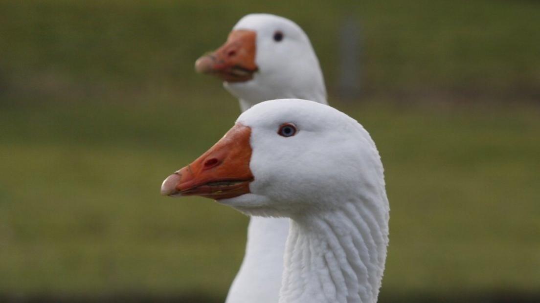 Beyton geese