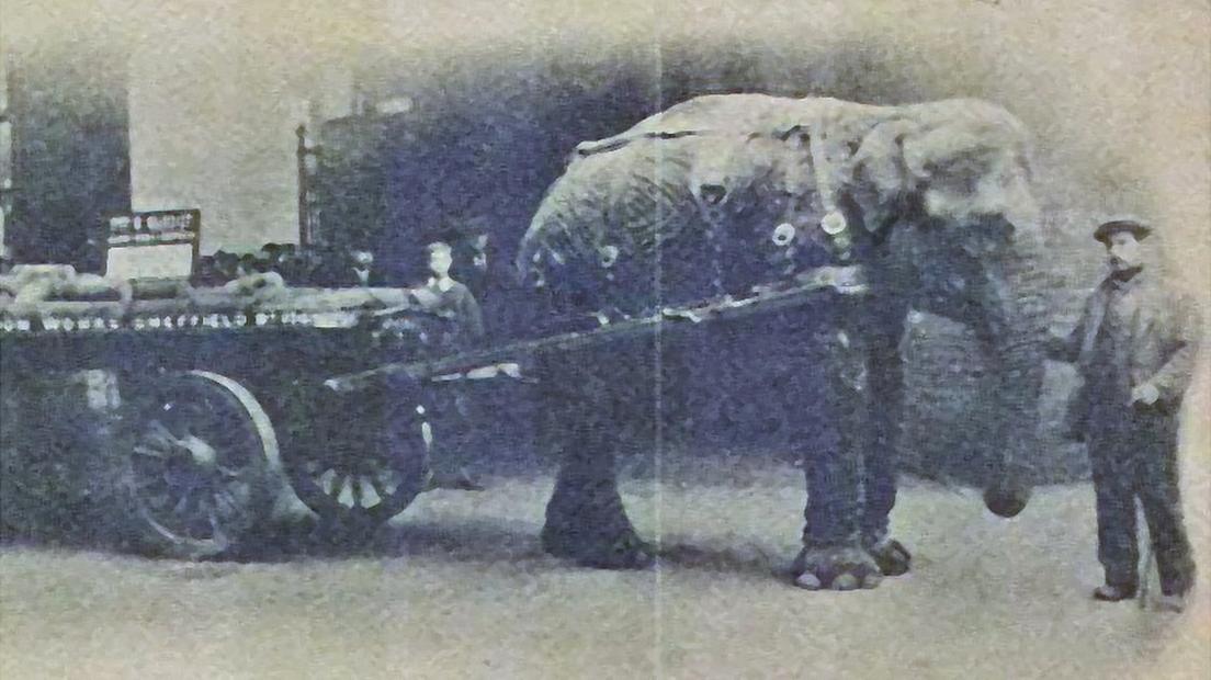 Lizzie the elephant with handler