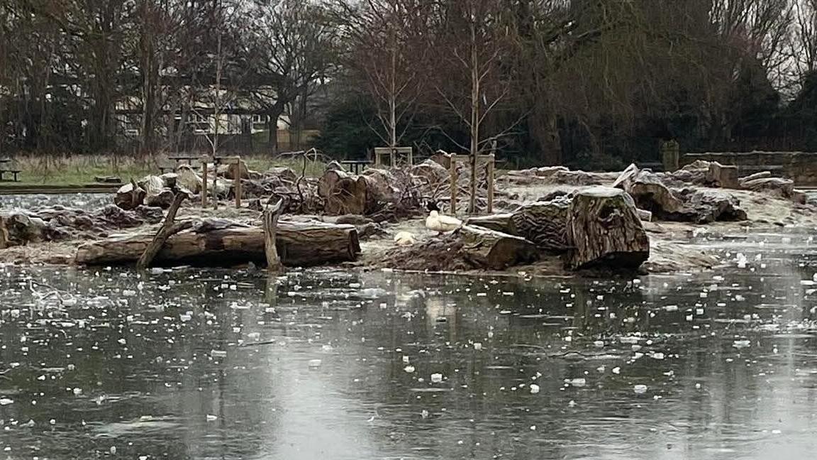 A body of water in the foreground with what looks like small pieces of ice floating on it. Beyond the water, on dry land, are two ducks