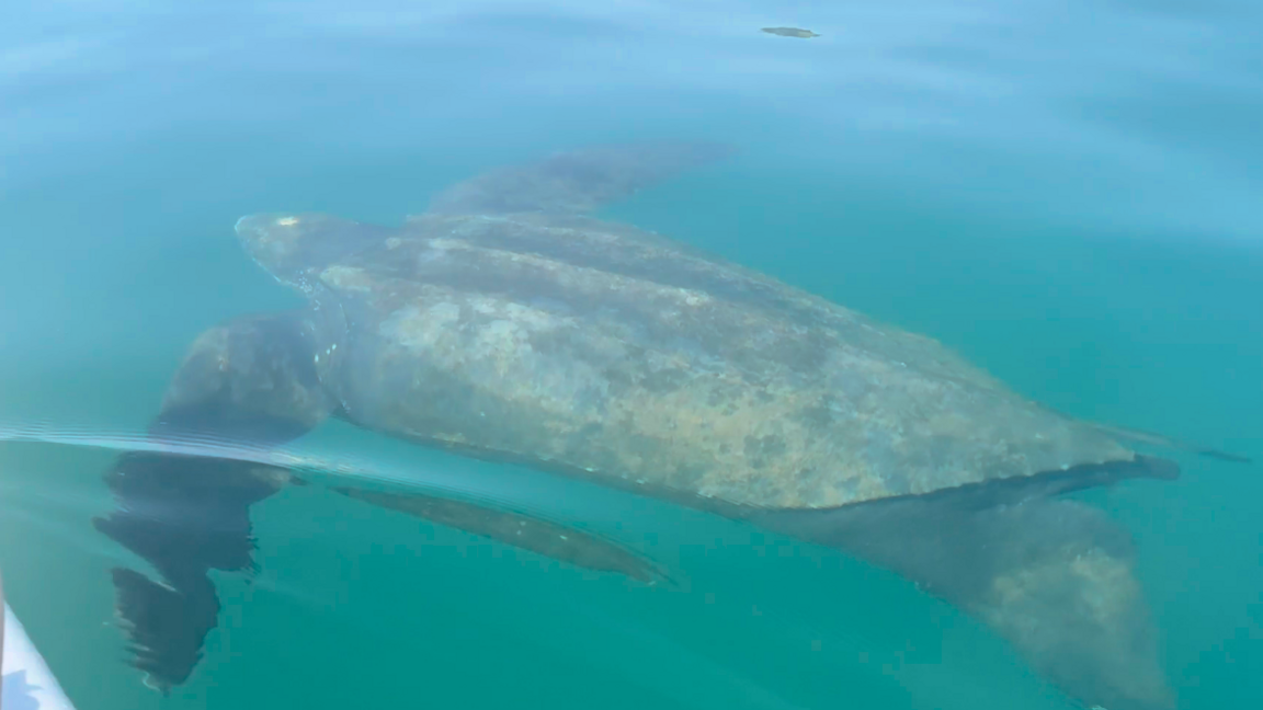 The turtle is swimming under the surface of the water.