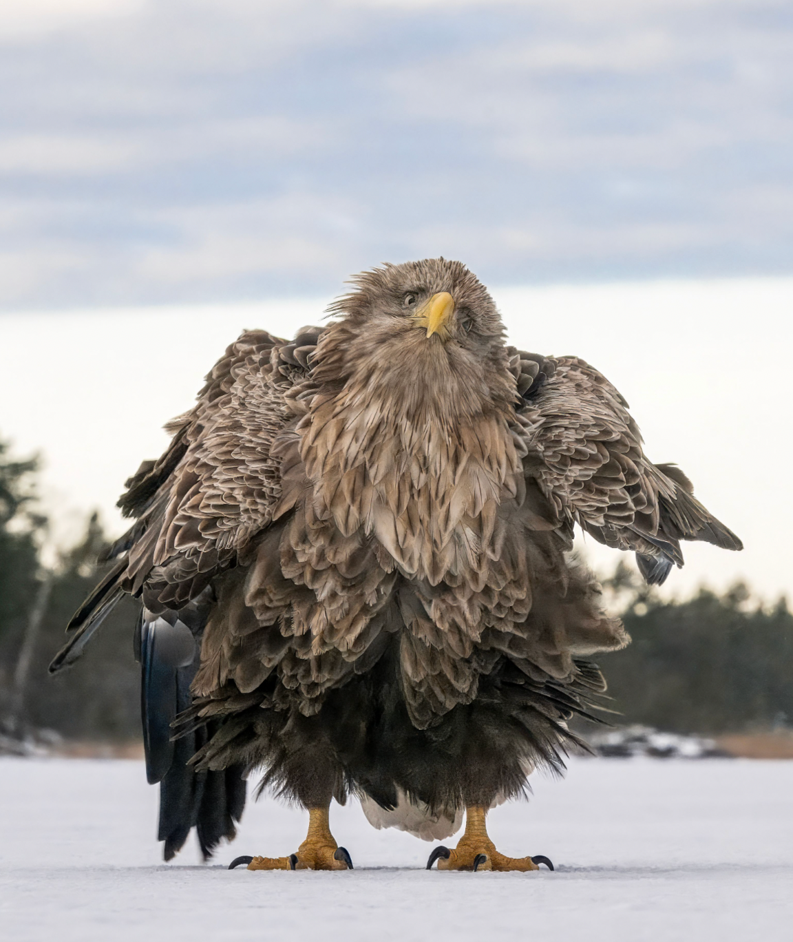 White-tailed eagle is ruffling its feathers