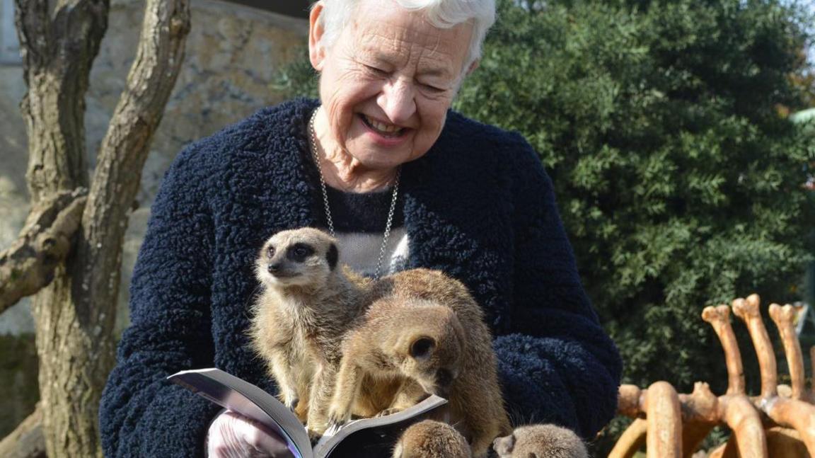 Dame Jacqueline Wilson reads to a meerkat at Drusillas