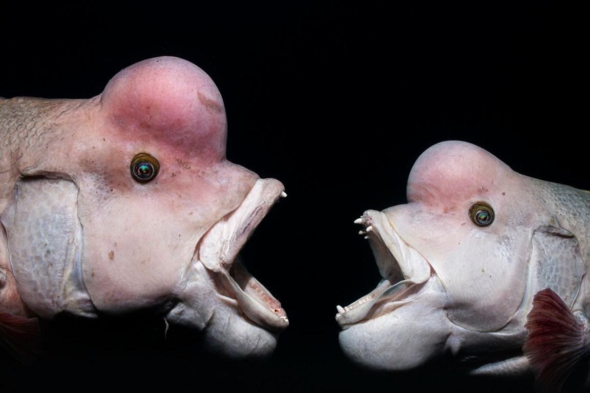 Two male Asian sheepshead wrasse fighting.