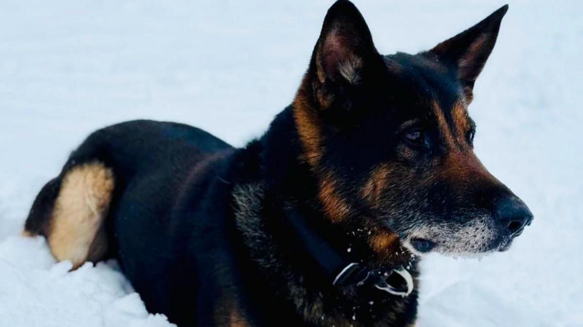 German Shepherd Jax, who has black fur with patches of light brown and a white patch around his mouth, lies in the snow.