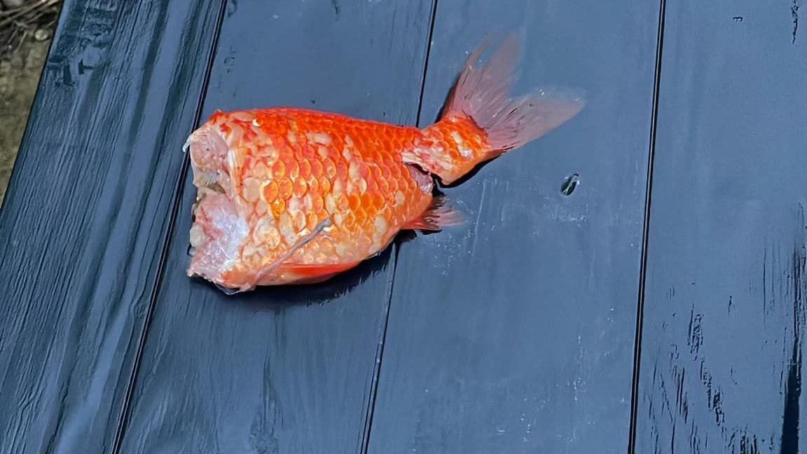 A headless goldfish laid out on a blue garden bench