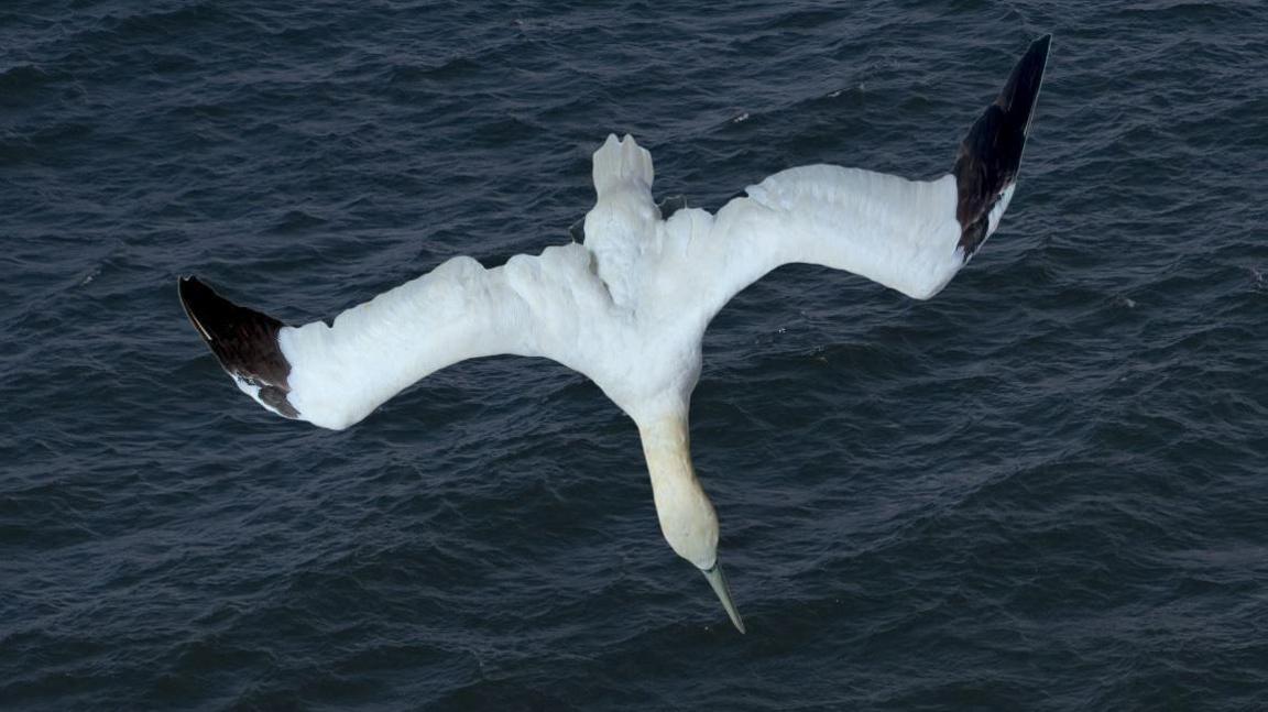 A bird flying