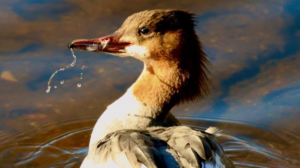 The image shows a Goosander (Mergus merganser) duck with its head turned to the side, its beak open and a stream of water dripping from it. The duck is in a body of water, likely a lake or pond, and the background is a blurred out, blue and brown water surface.