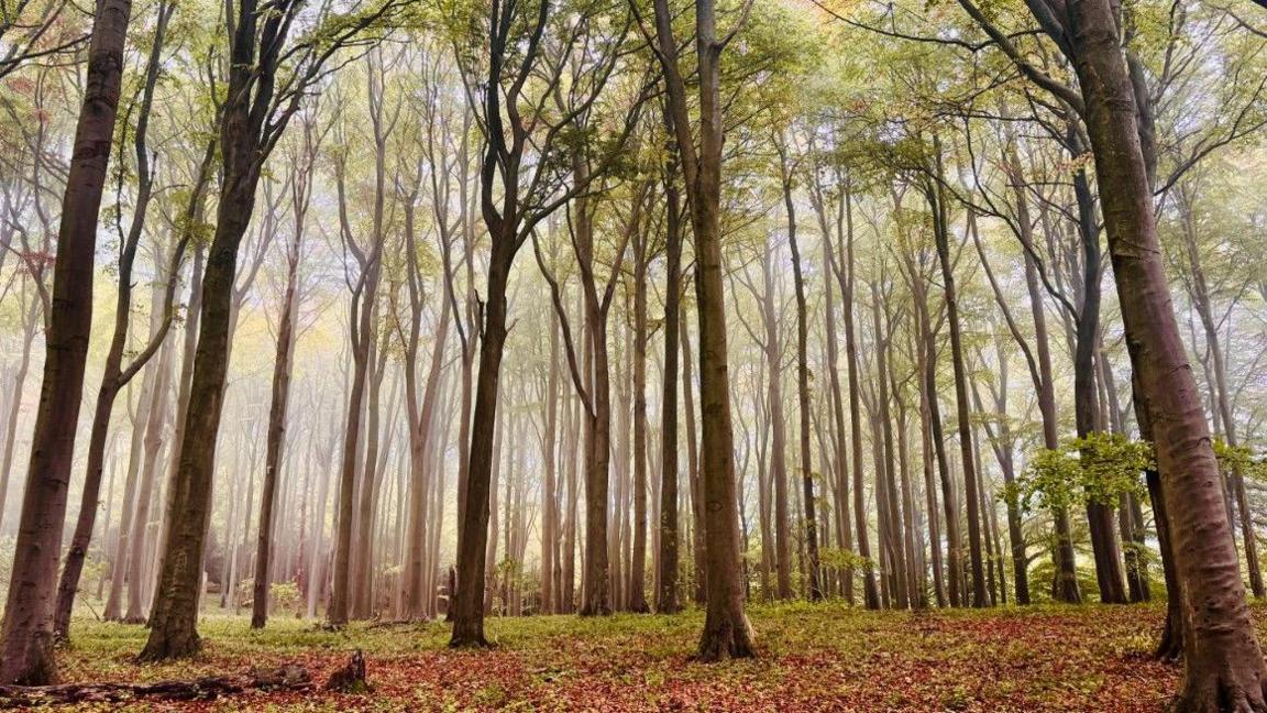 Woodland with deep leaves on the ground and a sea of trees filling the picture.