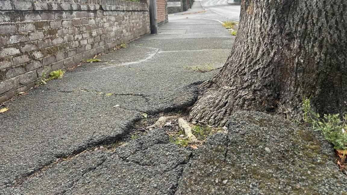 The trunk of a large tree, a pavement which has been laid around it is cracking around it.
