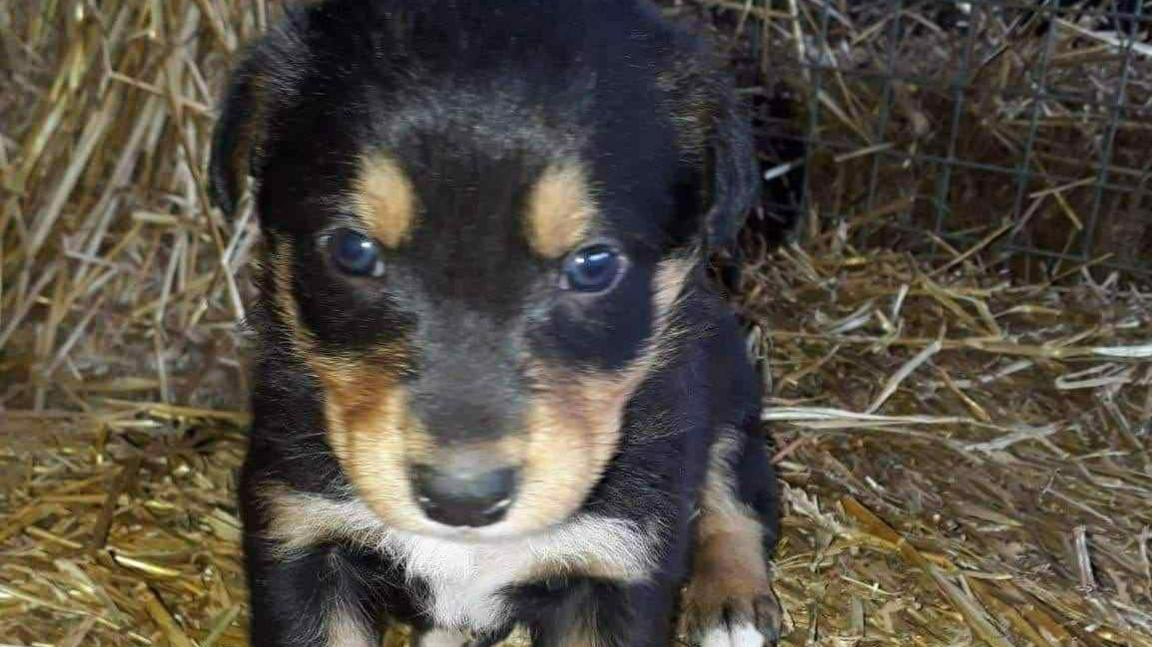 The picture features a black, brown and white border collie who is standing on hay