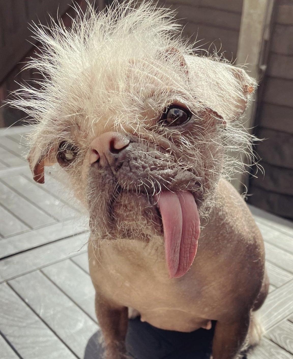 Ugly Dog Breeds World s Ugliest Dog English Bulldog Named Zsa Zsa 